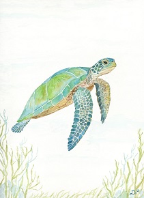 Green Turtle 2